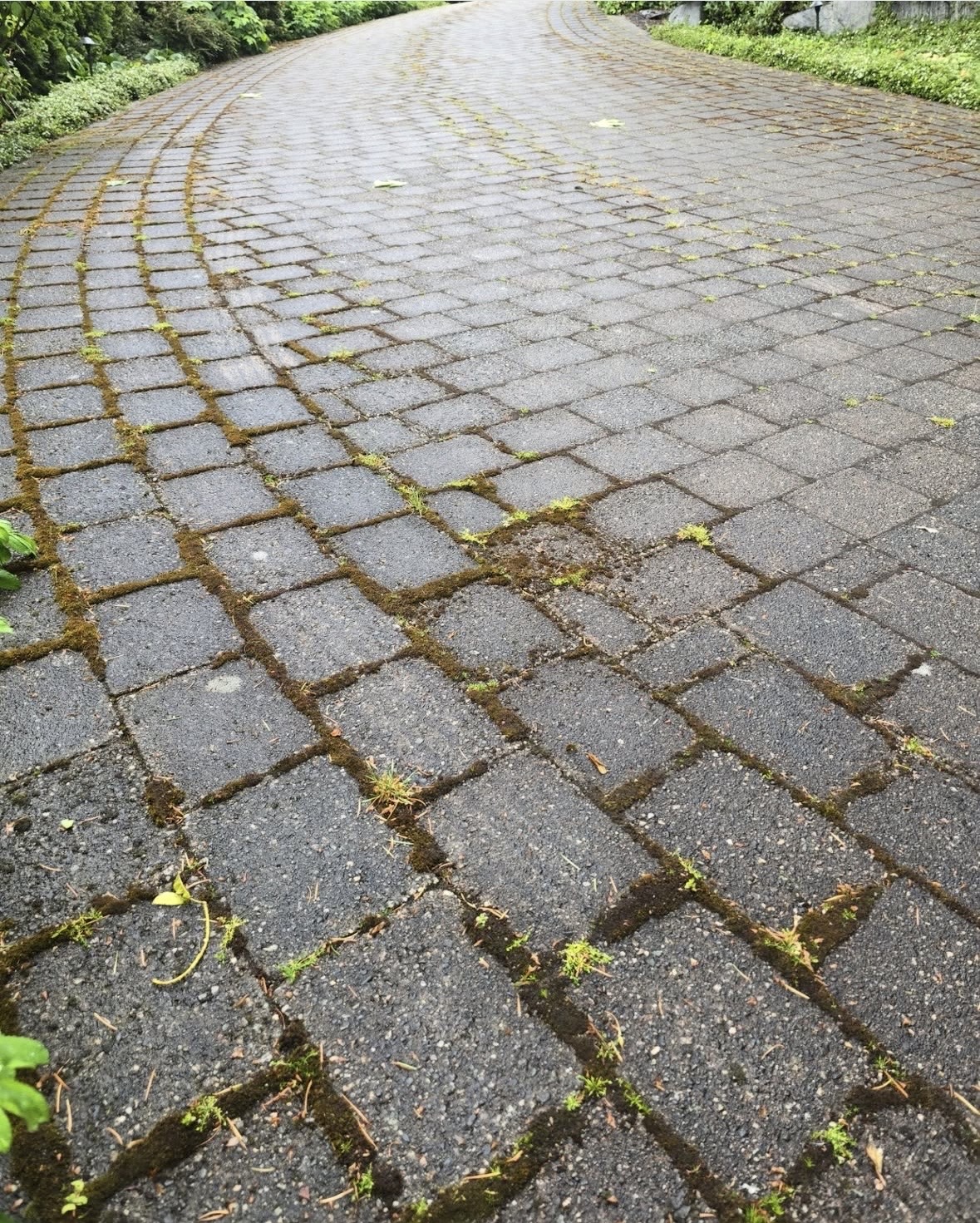Interlock walkway overgrown with moss and weeds