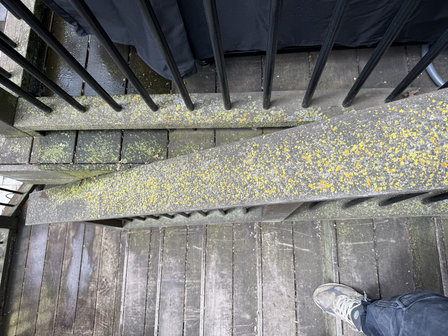 Deck covered in dirt and lichen before pressure washing