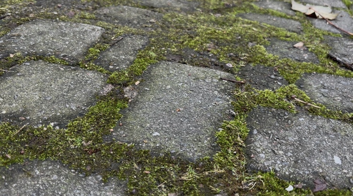 Interlock joints overgrown with moss, close up