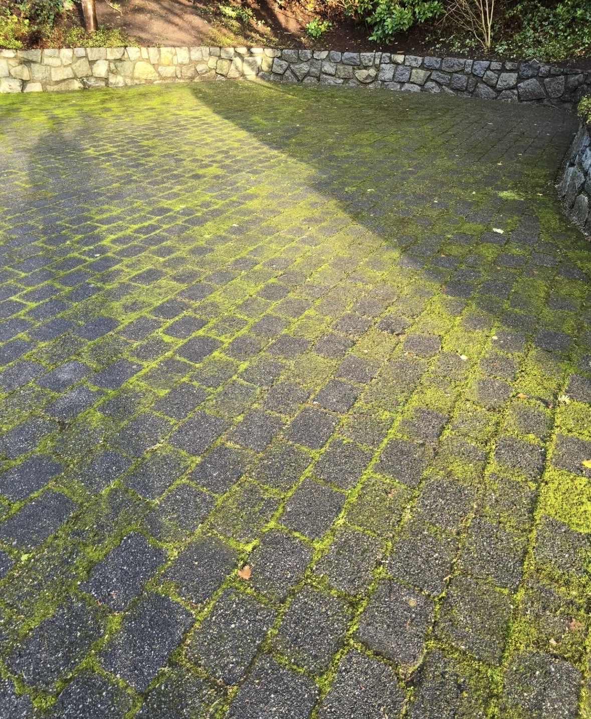 Interlock driveway covered in moss before restoration
