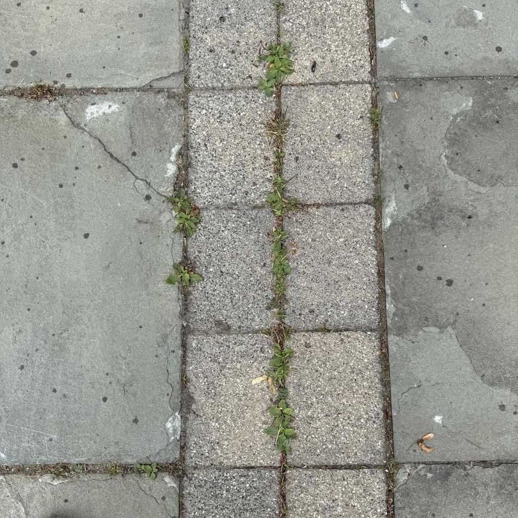 Stone walkway with weeds growing through joints